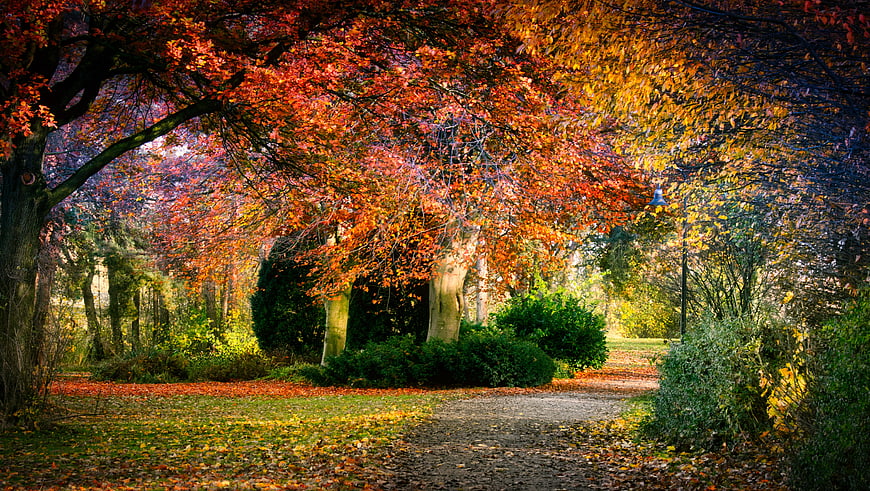 Vibrant Autumn Park Path With Colorful Trees And Fallen Leaves