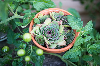 Succulent in terracotta pot surrounded by green tomatoes