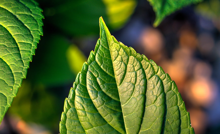 Close-up of vibrant green leaf with detailed texture