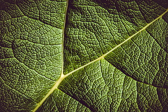 Macro Texture of Giant Rhubarb Leaf Veins