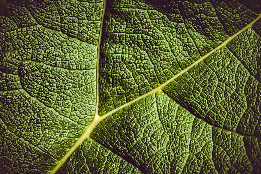Macro Texture of Giant Rhubarb Leaf Veins