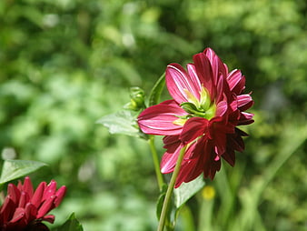Close-up of vibrant red dahlia flower in garden