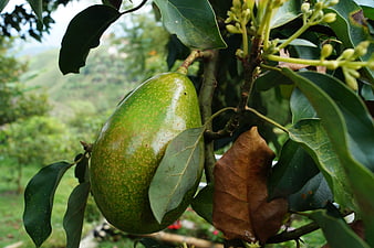 Ripe Green Avocado Growing On Tree Branch With Leaves