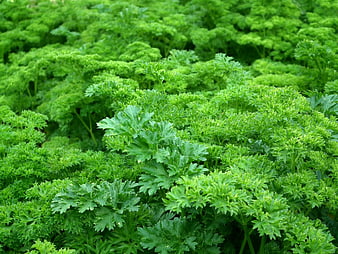 Fresh Green Parsley Leaves Close Up