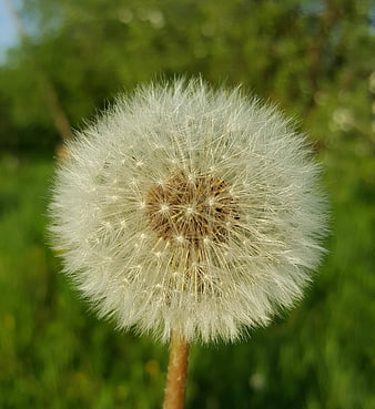 Close-up of a white dandelion seed head in a green field