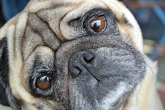 Close-up portrait of a pug dog face with expressive brown eyes