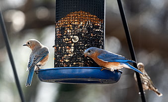 Eastern Bluebirds Eating Seeds at Bird Feeder
