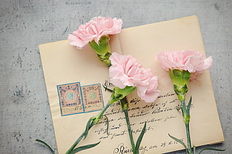 Vintage Letter with Pink Carnations and Antique Stamps