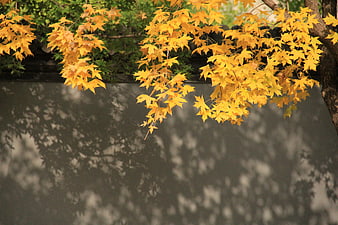 Golden autumn maple leaves against a gray wall