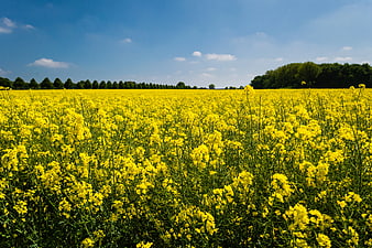 Vibrant Yellow Rapeseed Field Under Blue Sky