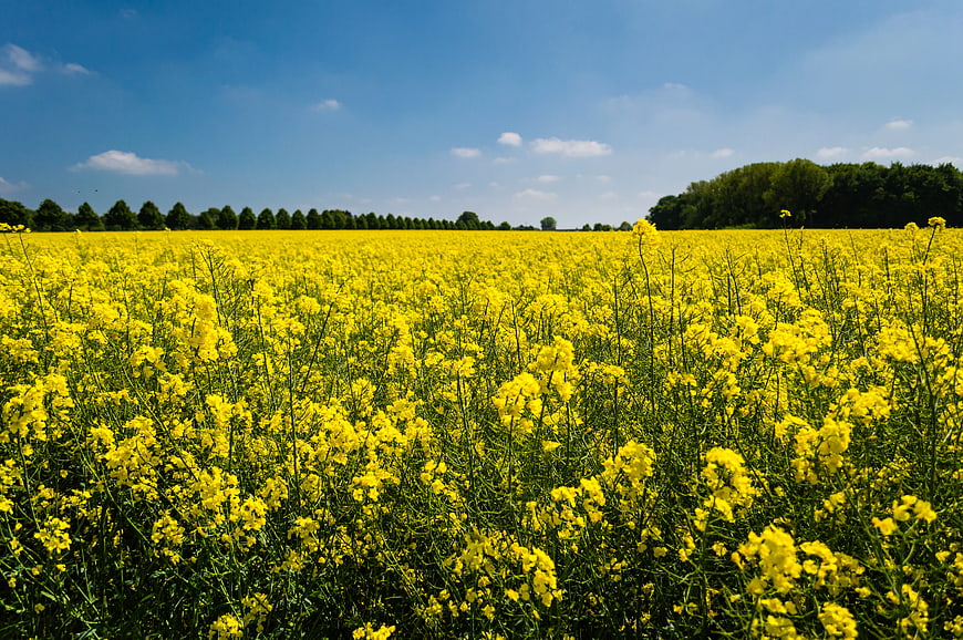 Vibrant Yellow Rapeseed Field Under Blue Sky