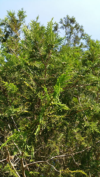 Close-up of green cedar branches with berries against blue sky
