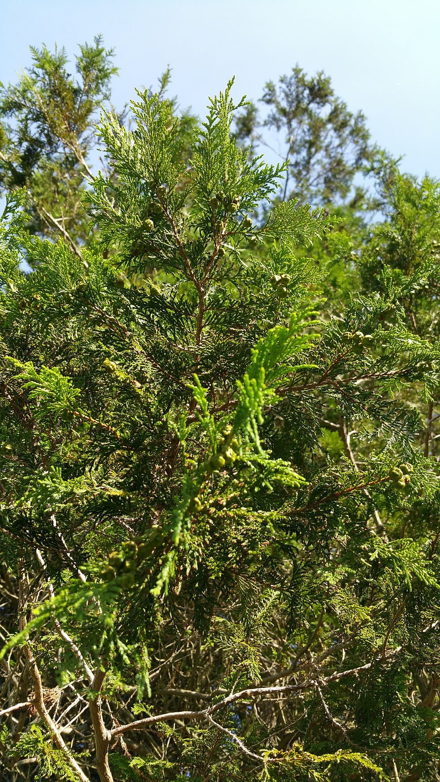 Close-up of green cedar branches with berries against blue sky