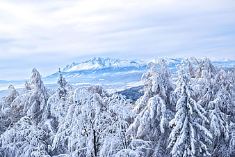 Snow-covered pine trees with distant mountain peaks in winter