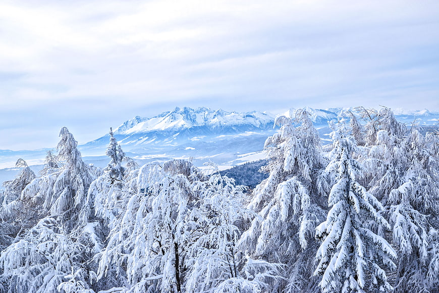 Snow-covered pine trees with distant mountain peaks in winter