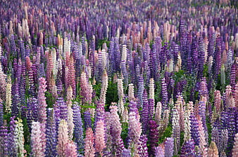 Vibrant field of multicolored lupine flowers in full bloom