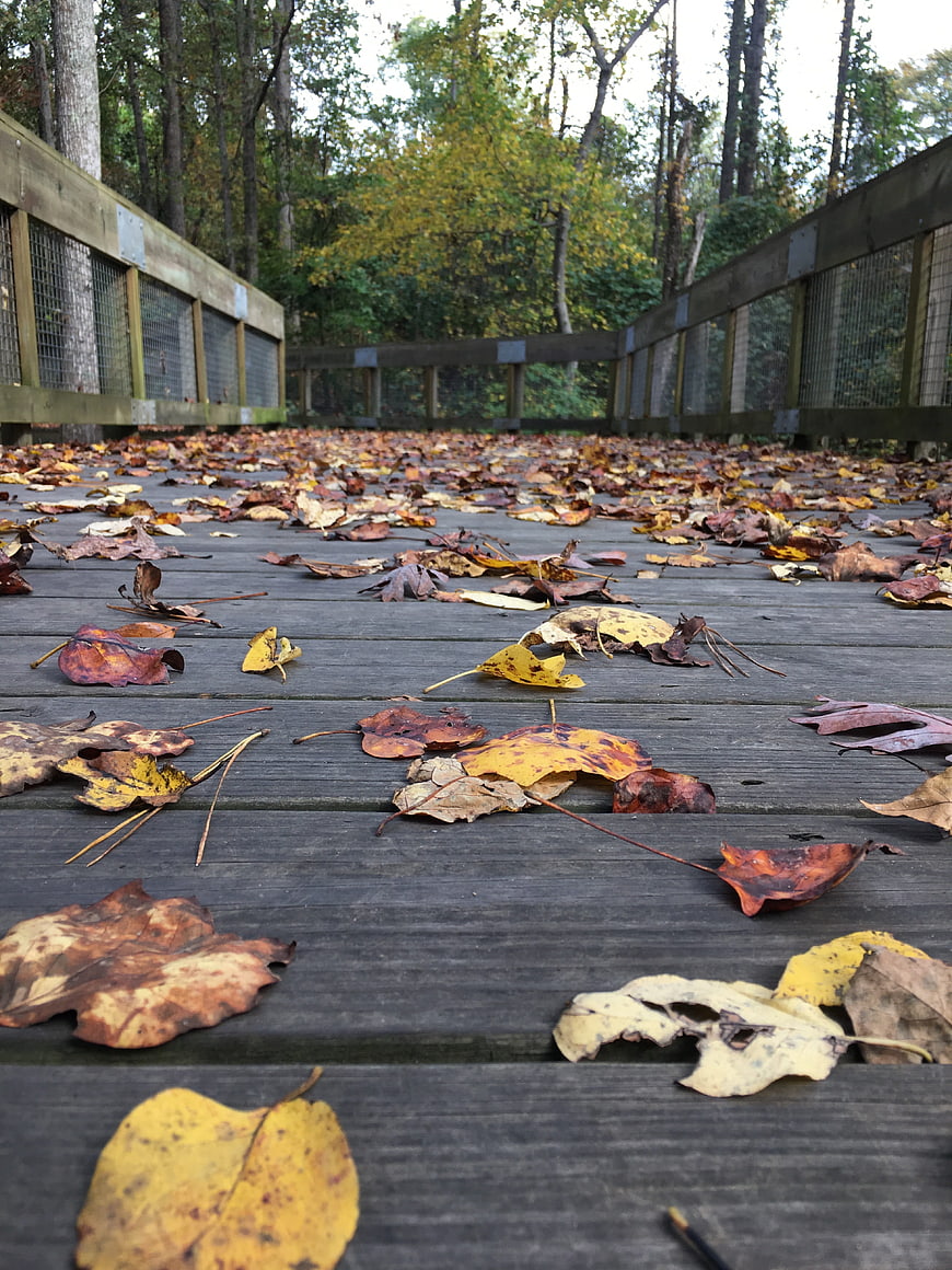 Low angle view of fallen autumn leaves on wooden boardwalk