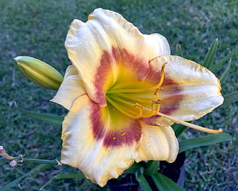 Close-up of yellow and red daylily flower with bud