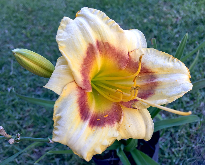 Close-up of yellow and red daylily flower with bud