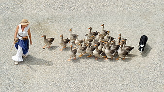 High angle view of woman herding geese with dog on gravel