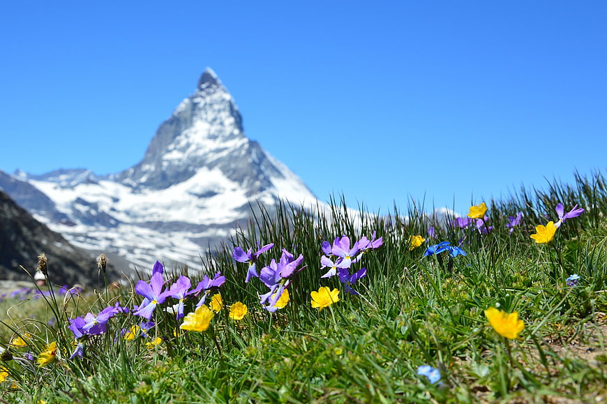 Wildflowers in Foreground with Matterhorn Mountain Background
