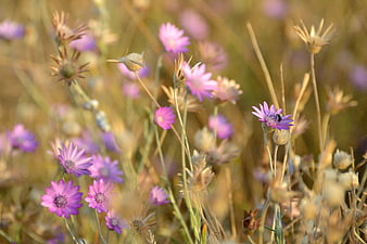 Purple Wildflowers in Golden Summer Field