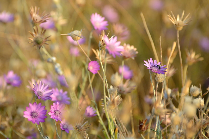 Purple Wildflowers in Golden Summer Field