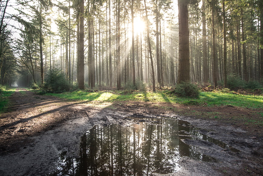 Sunbeams shining through pine forest with muddy puddle reflection