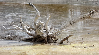 Bleached Dead Tree in Yellowstone Mud Flat