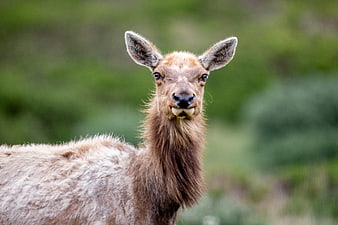 Portrait of a young elk calf in a green meadow