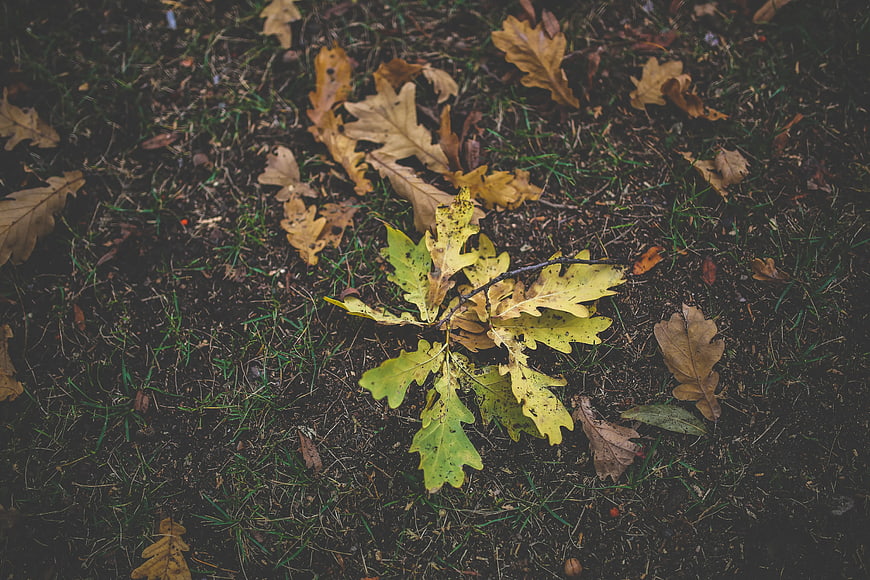 Top view of yellow oak leaves on dark soil