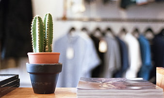 Cactus in Pot on Wooden Counter in Clothing Store