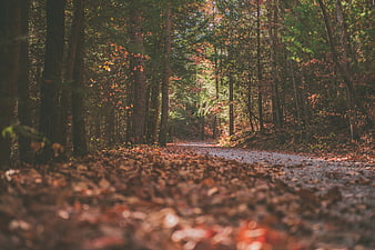 Sunlit Forest Path in Autumn with Fallen Leaves