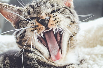 Close-up of a tabby cat yawning with sharp teeth and tongue