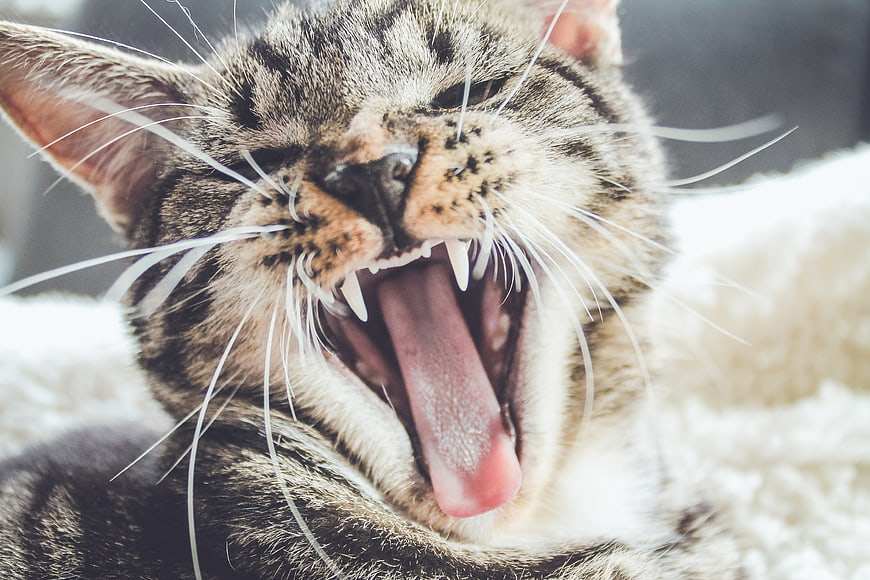Close-up of a tabby cat yawning with sharp teeth and tongue