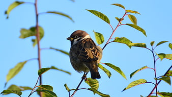 Sparrow perched on branch against blue sky