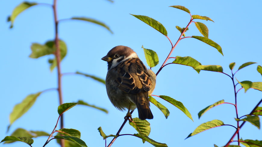 Sparrow perched on branch against blue sky
