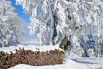 Stacked Firewood Pile in Snowy Winter Forest Landscape