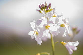Delicate White Wildflowers with Soft Bokeh Background