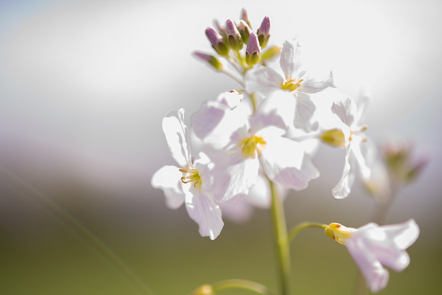 Delicate White Wildflowers with Soft Bokeh Background