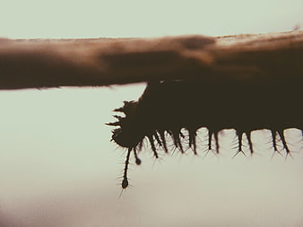Macro Silhouette of Spiky Caterpillar Hanging from Branch