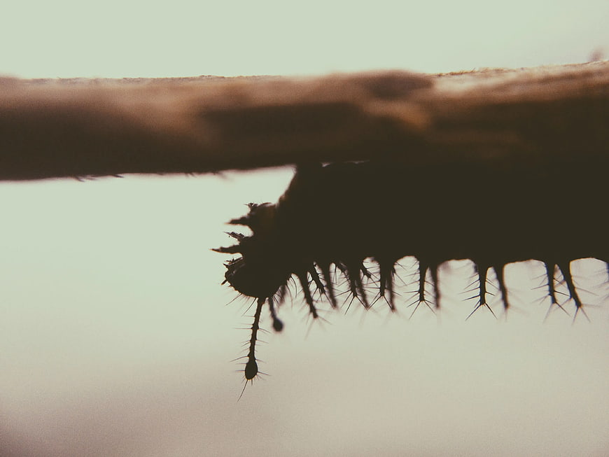 Macro Silhouette of Spiky Caterpillar Hanging from Branch