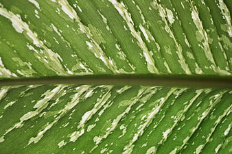 Close-up of green and white variegated leaf texture