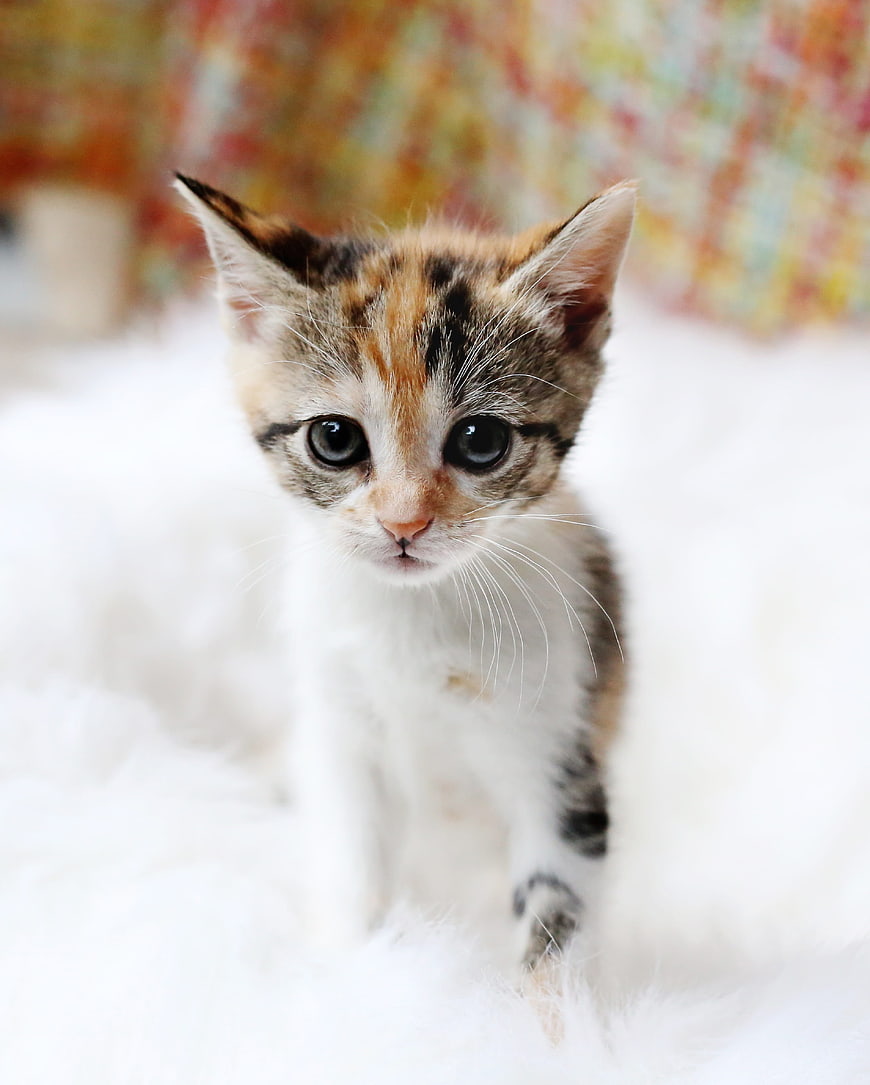 Cute Calico Kitten Portrait On White Fur