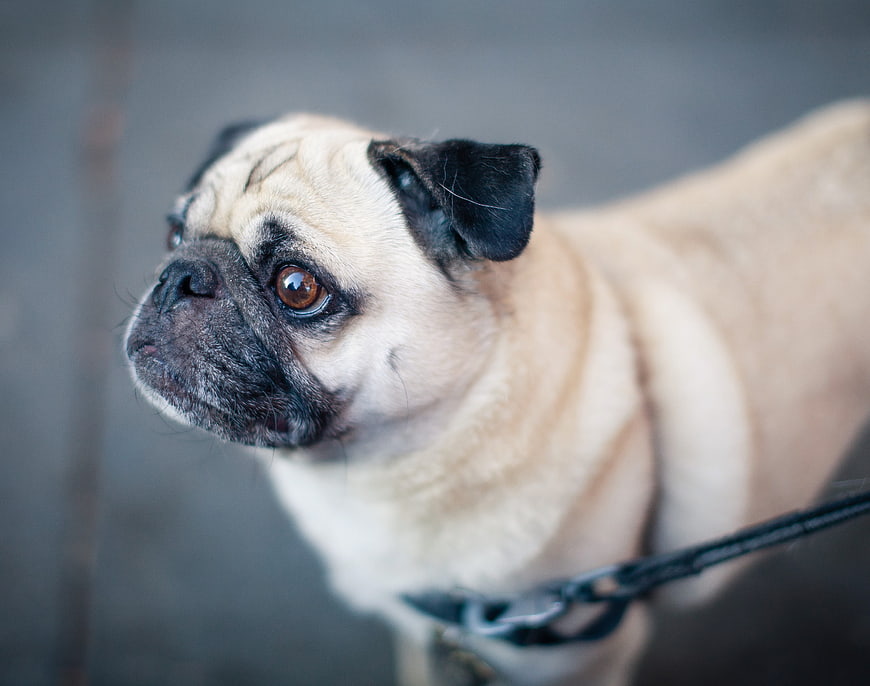 Close-up portrait of a fawn pug dog on a leash