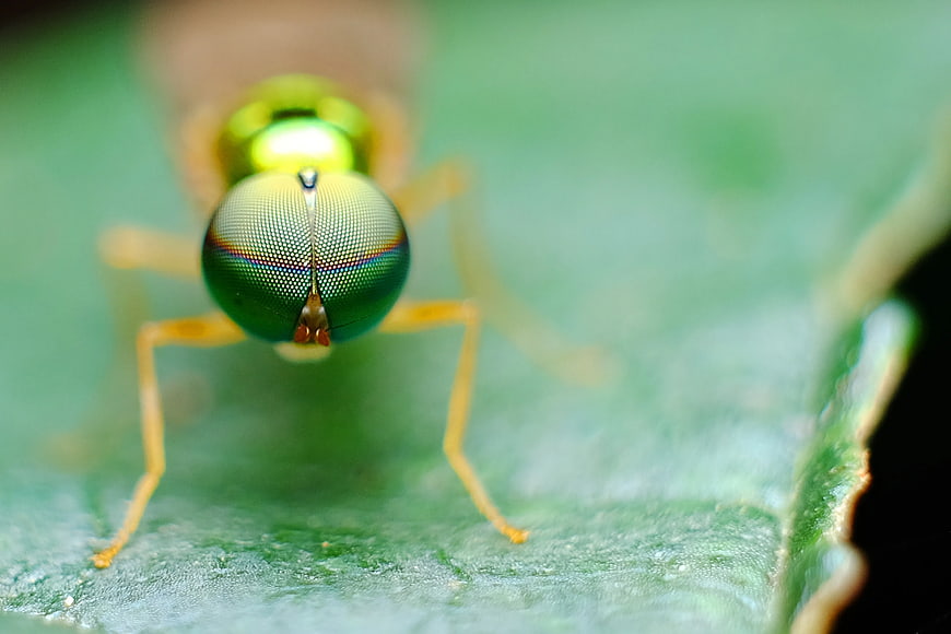 Macro Close-Up of Green Insect with Large Compound Eyes