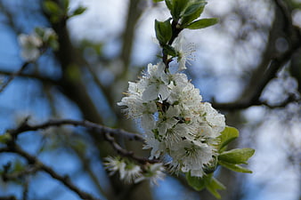White cherry blossoms on a branch against blue sky