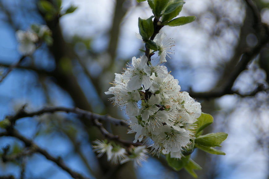 White cherry blossoms on a branch against blue sky