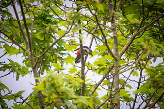 Great Spotted Woodpecker Perched on Tree Branch