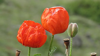 Vibrant Red Poppy Flowers Blooming In Green Meadow